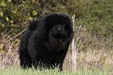 CHOW CHOW 452
